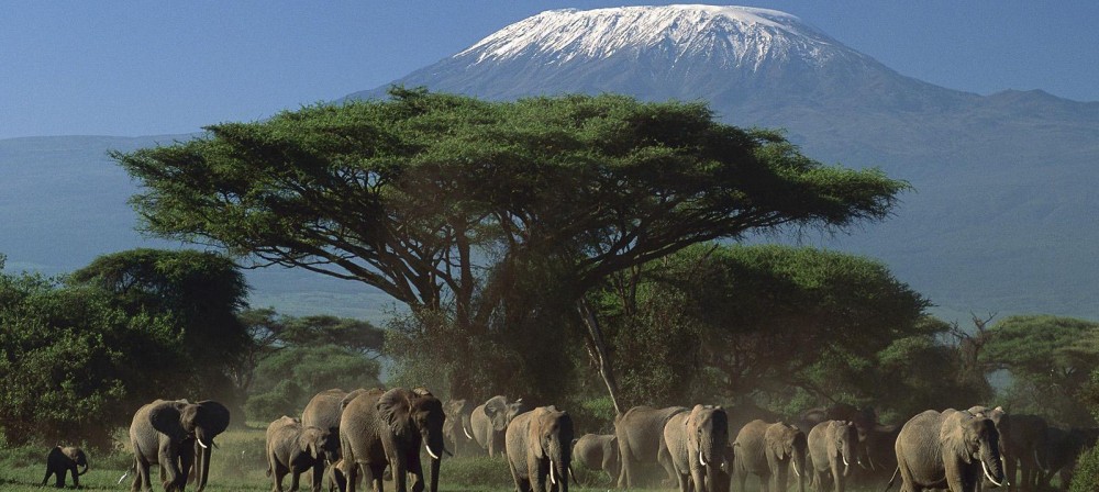 Elephants-and-Mount-Kilimanjaro-Amboseli-National-Park-Kenya-