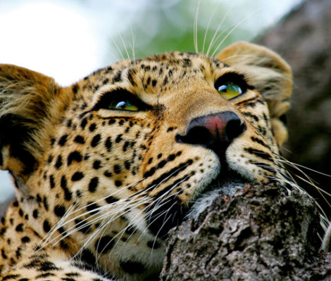 Leopard Hills Leopard