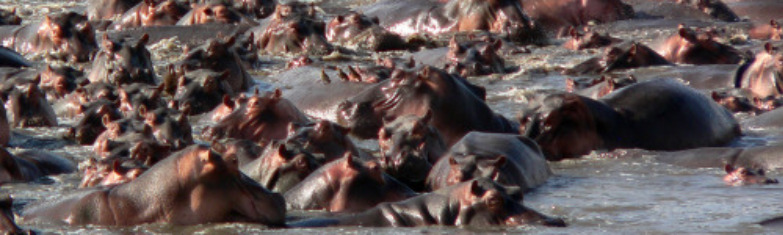 Kafunta River Lodge - hippos