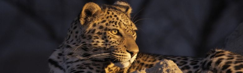 Kalahari leopard