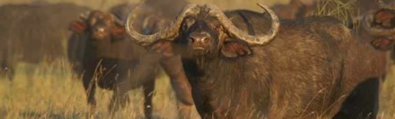 Mukambi Safari Lodge-buffalo bull