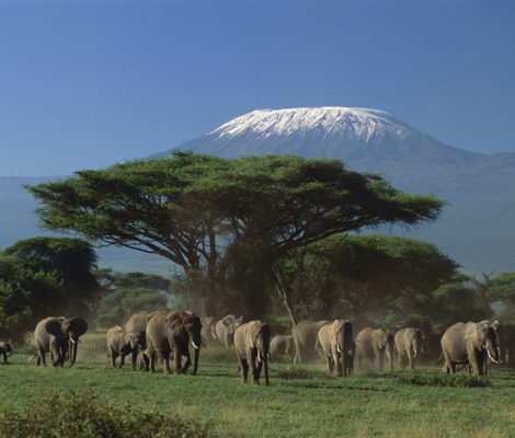 Amboseli Elephant Kilamanjaro