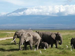 KIlimanjaro Elephants
