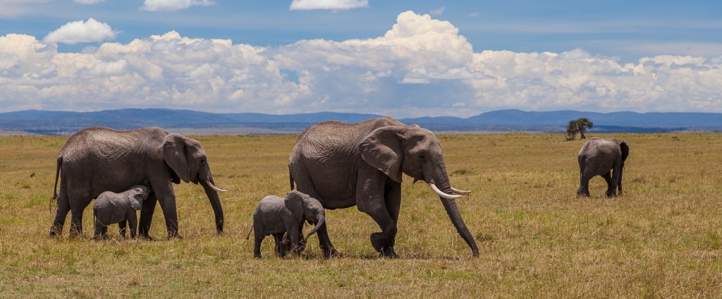 African Elephants in Maasai Mara