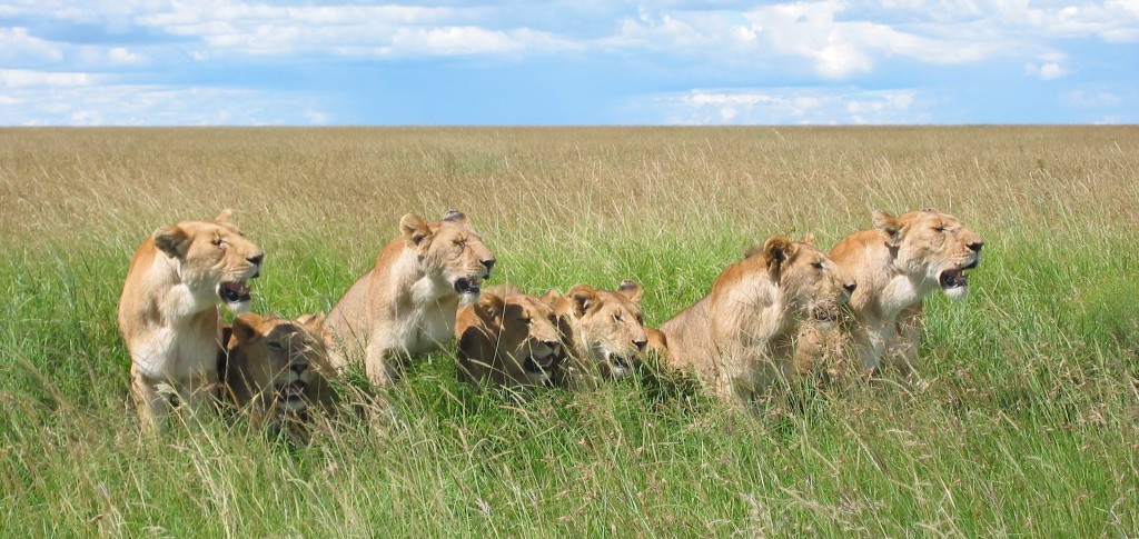 Lion