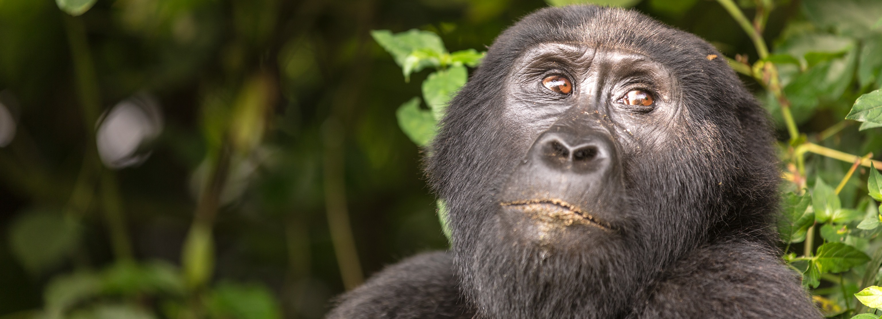 Uganda Gorilla_2
