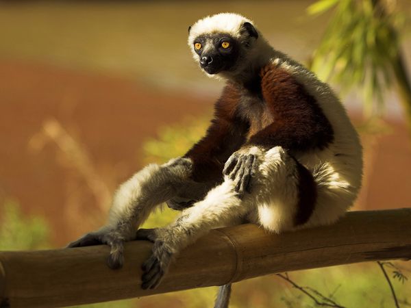 madagascar-lemur