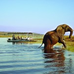 Chobe elephant