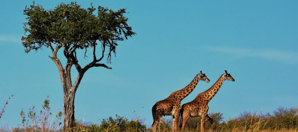 Giraffe - Serengeti