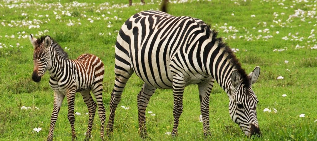 Zebra - Serengeti